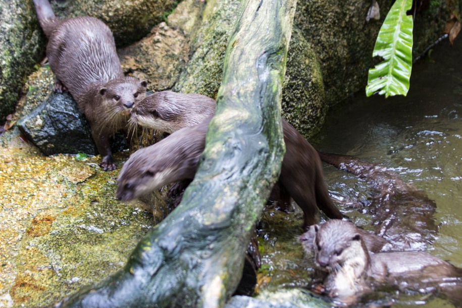 Zbite w ciasną gromadkę stadko wydr donośnie domaga się pożywienia.
