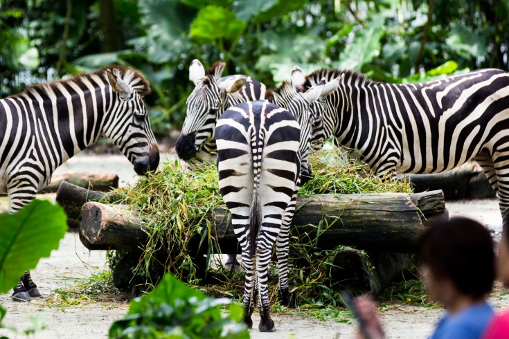 Singapurskie Zoo