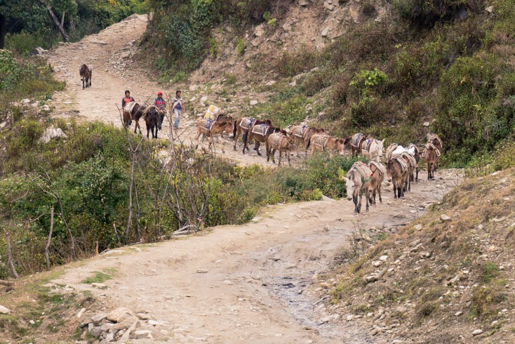 On a gravel road, a herd of brown, long-eared mules, sways the saddlebags in a steady trot.