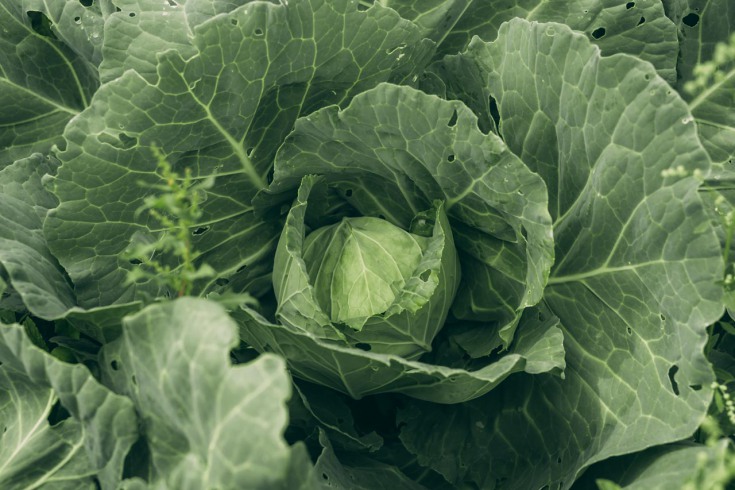 The woman bends over a big cabbage and with a visible sadness shows huge holes in its leaves.