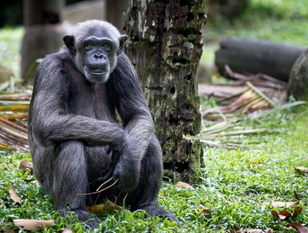 Eye to eye with wildlife in Singapore Zoo