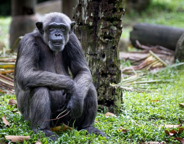 Eye to eye with wildlife in Singapore Zoo