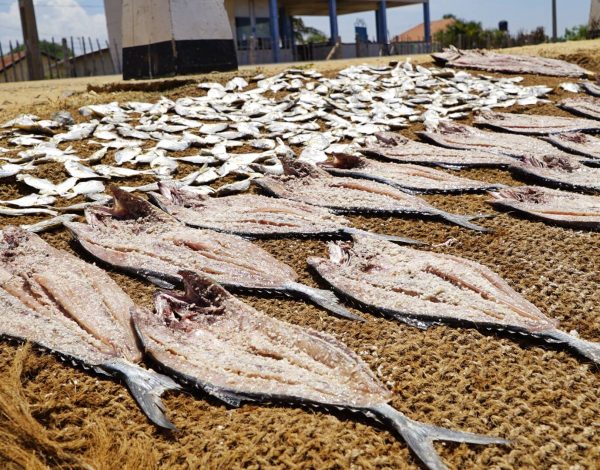 Fish Market in Jaffna, Sri Lanka