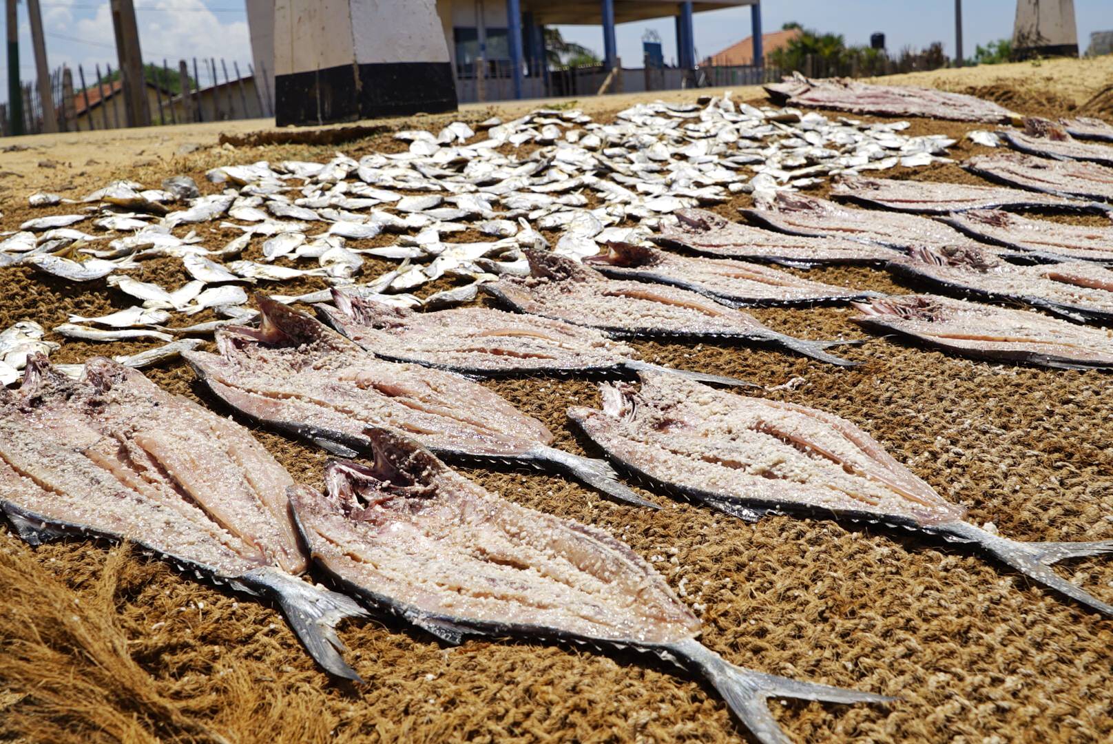 Jaffna Fish Market