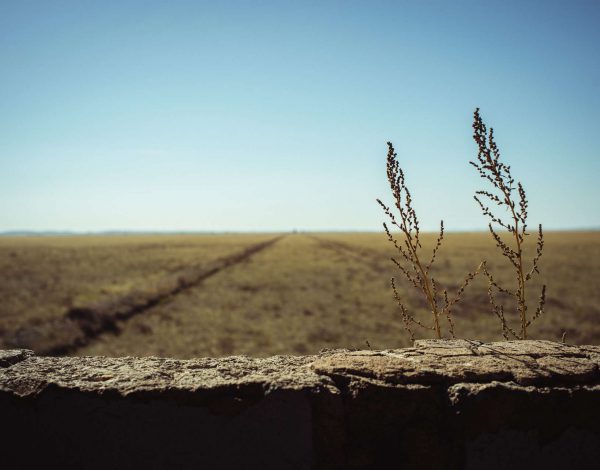 Under the dressing of the golden steppe